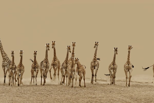 Herde laufender Giraffen in der Wüste