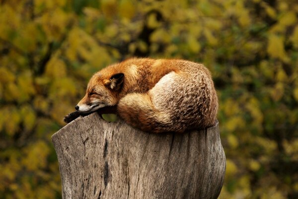 Der Fuchs ruht auf einem Baumstumpf Wildtiere