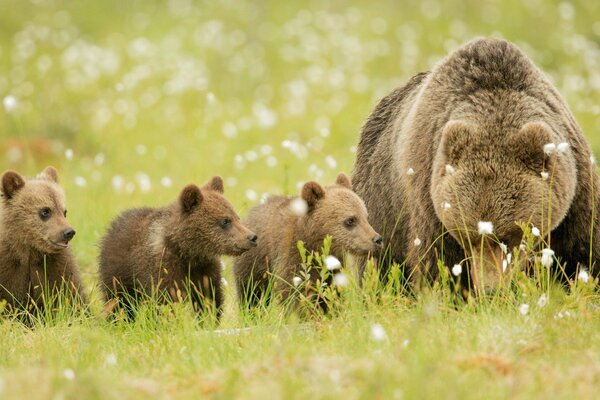 Niedźwiedź brunatny z młodymi w naturze