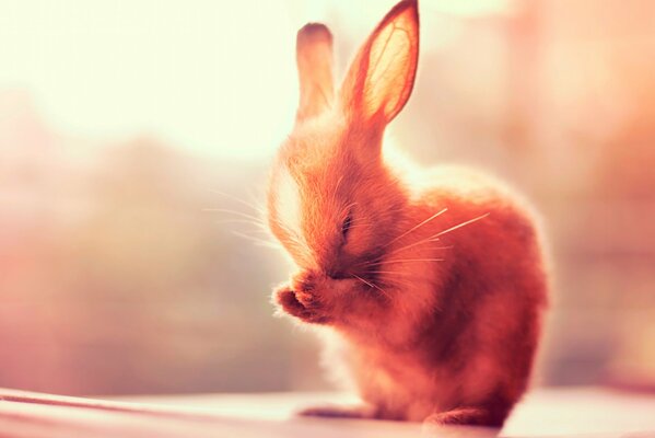 A small rabbit presses its paws to its ears