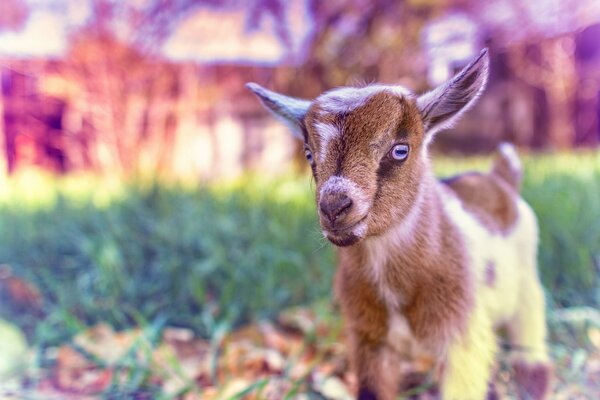 A kid in nature looks at the camera