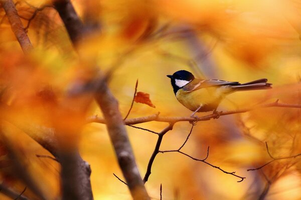 Golden autumn. A bird on a branch