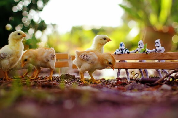 Chickens are like toys in Star Wars
