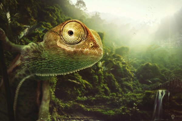 Chameleon and wildlife