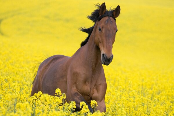 Ein Pferd unter den gelben Blüten