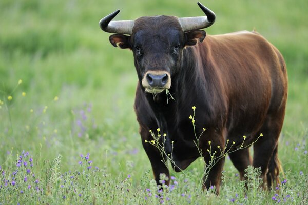 The look of a confident bull