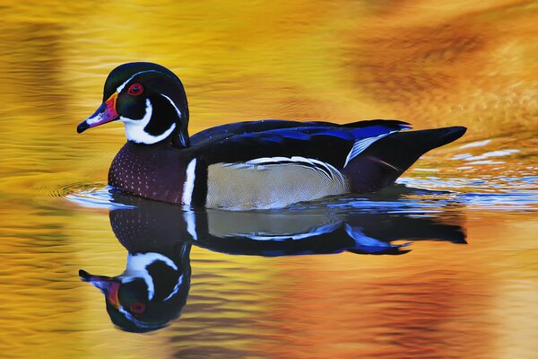 Bright Drake on the surface of the lake