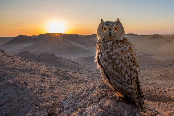 Gufo seduto nel deserto al tramonto