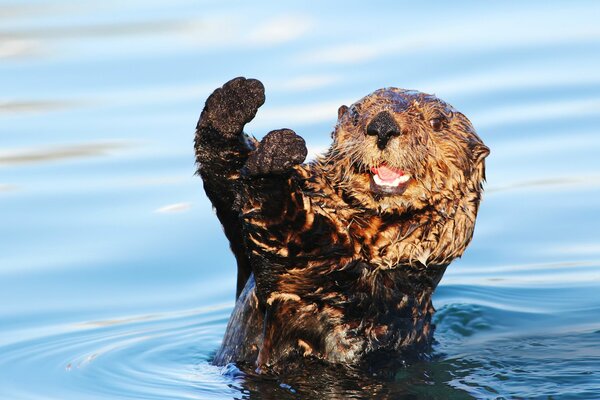 Loutre dans une posture positive