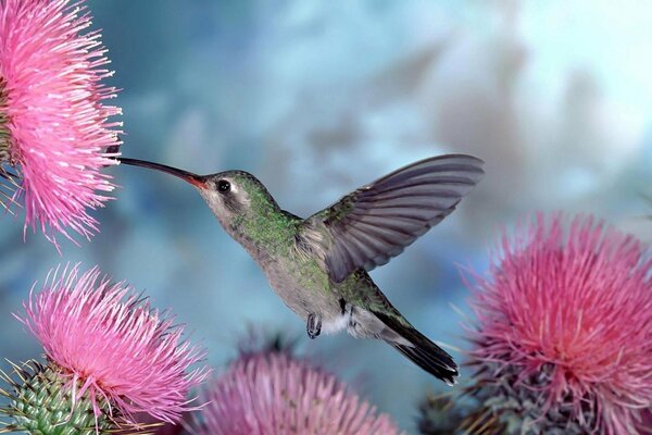 Pájaro colibrí en el fondo de las flores