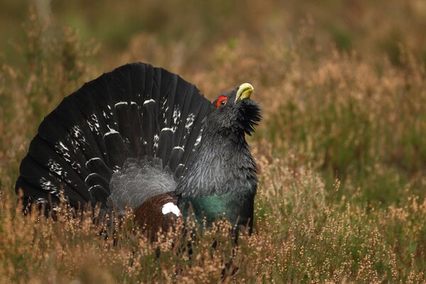 Pájaro negro-urogallo con la cabeza en alto en el campo