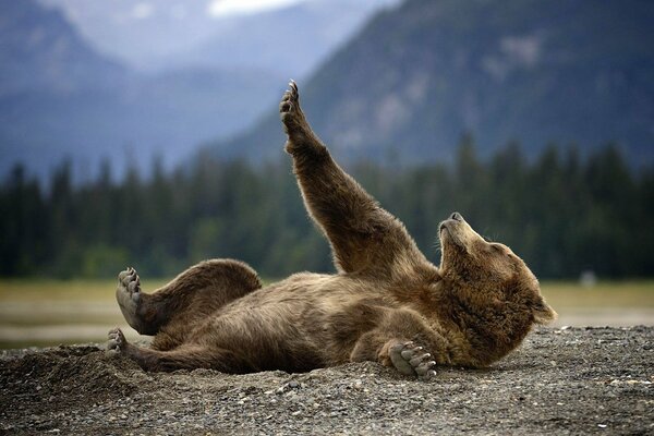 Grizzly bear sprawled on the road