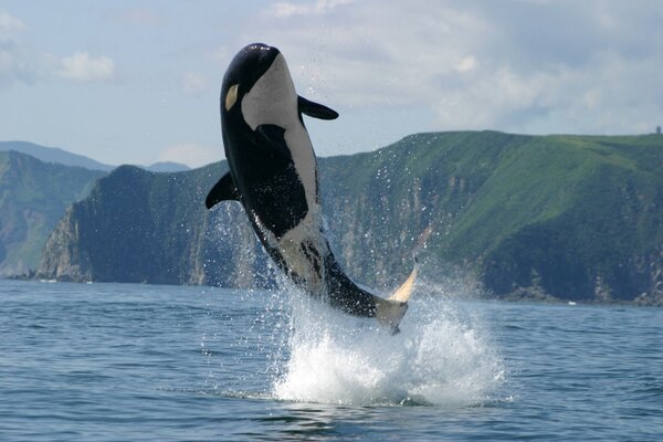Der Killerwal macht einen Sprung ins Meer vor dem Hintergrund der Berge