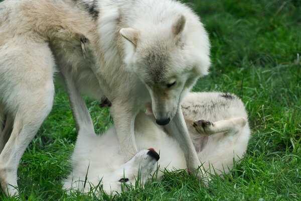 The game of a pair of wolves on the grass