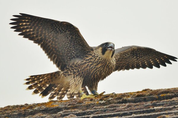 The flap of the wings of a predatory peregrine falcon