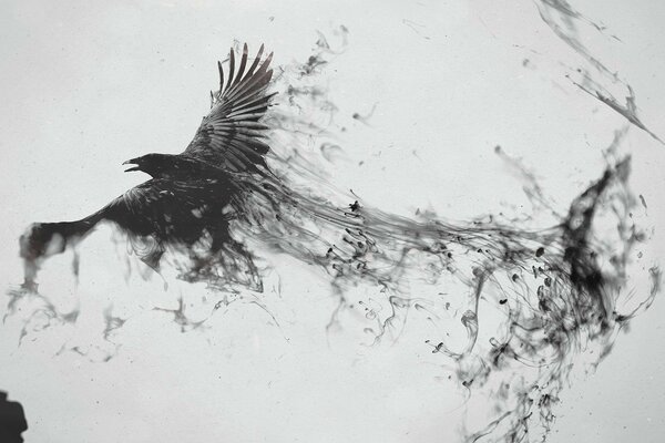 Corbeau noir en vol. Noir et blanc