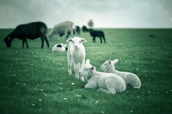 A flock of sheep with lambs in the field