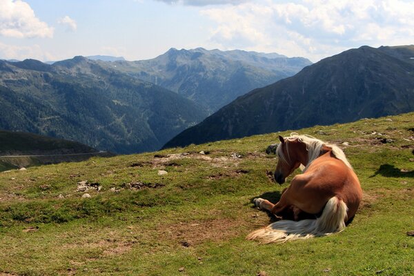 The horse lay down to rest in the mountains