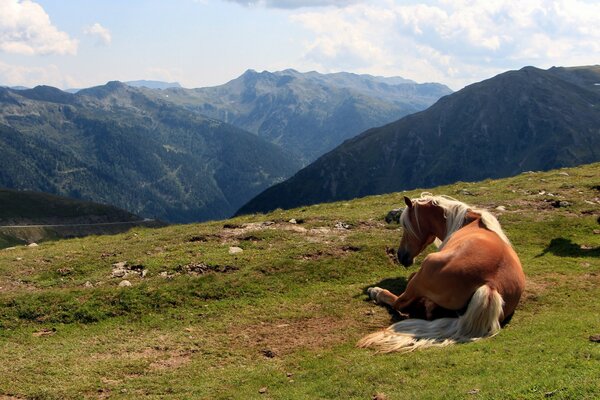 El caballo descansa en las montañas