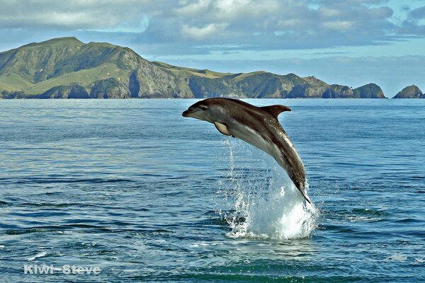 Delphin im Meer vor dem Hintergrund der Felsen