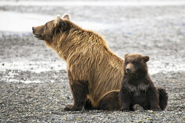 Vacances de la famille des ours bruns