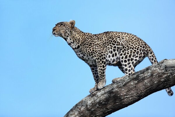 An African leopard against a cloudless blue sky, standing on a tree branch, peering into the distance