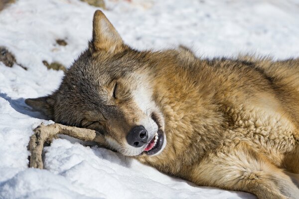 Волк спит на снегу