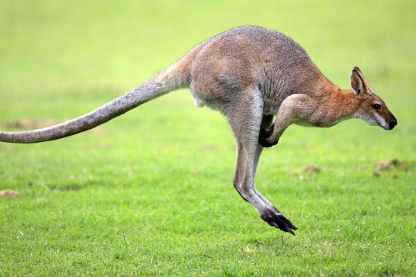 Kangaroo jumping on the green lawn
