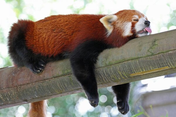 Czerwona panda śpi na kłodzie wystawiając język