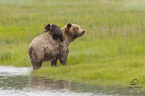 Orsa con orso uscito dal Lago