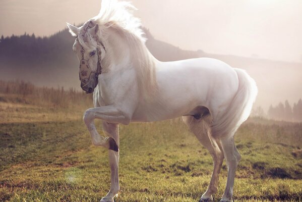 Graceful white stallion lifts one leg