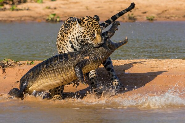 Jaguars rücksichtsloser Kampf mit einem Krokodil