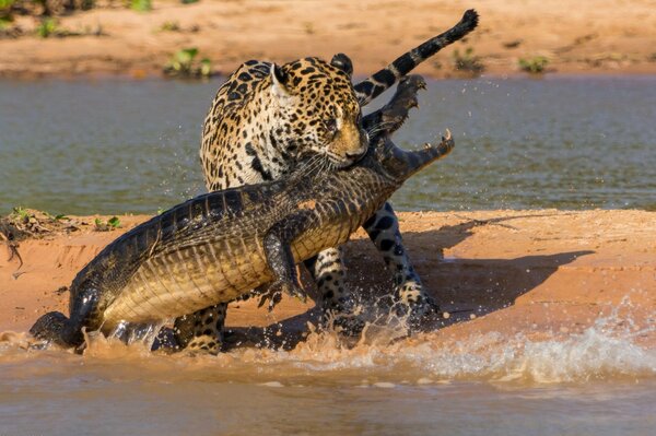 La despiadada batalla de un Jaguar con un cocodrilo