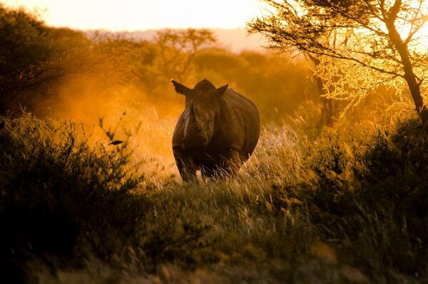 Rhinoceros runs at sunset across Africa