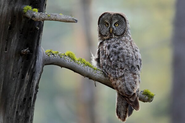 Uccello Gufo seduto su un albero secco