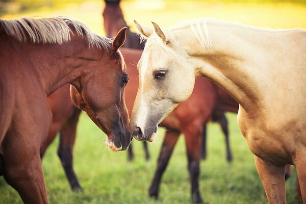 Un par de caballos en la naturaleza