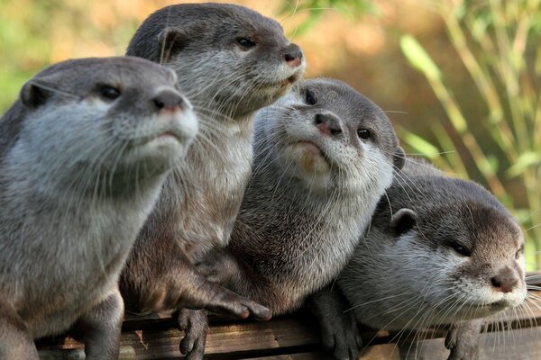 Lying four gray otters