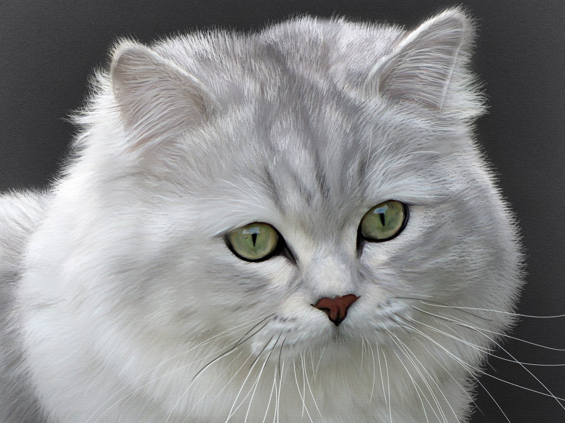 gatto gatto british longhair