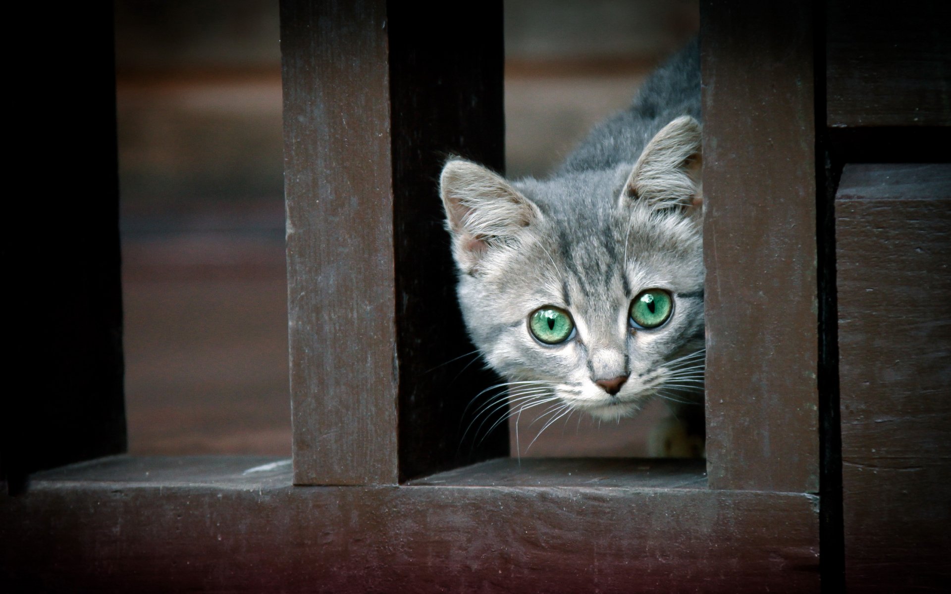 gatto recinzione sfondo