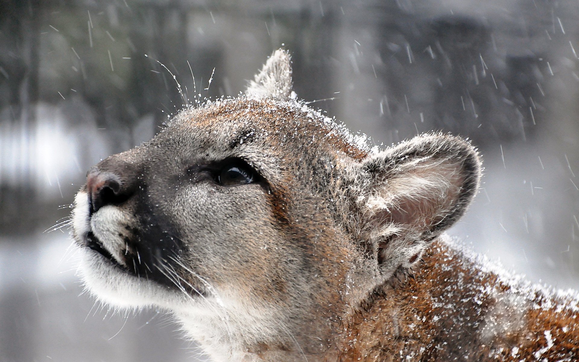 puma cougar mountain lion snow face mustache view section predator