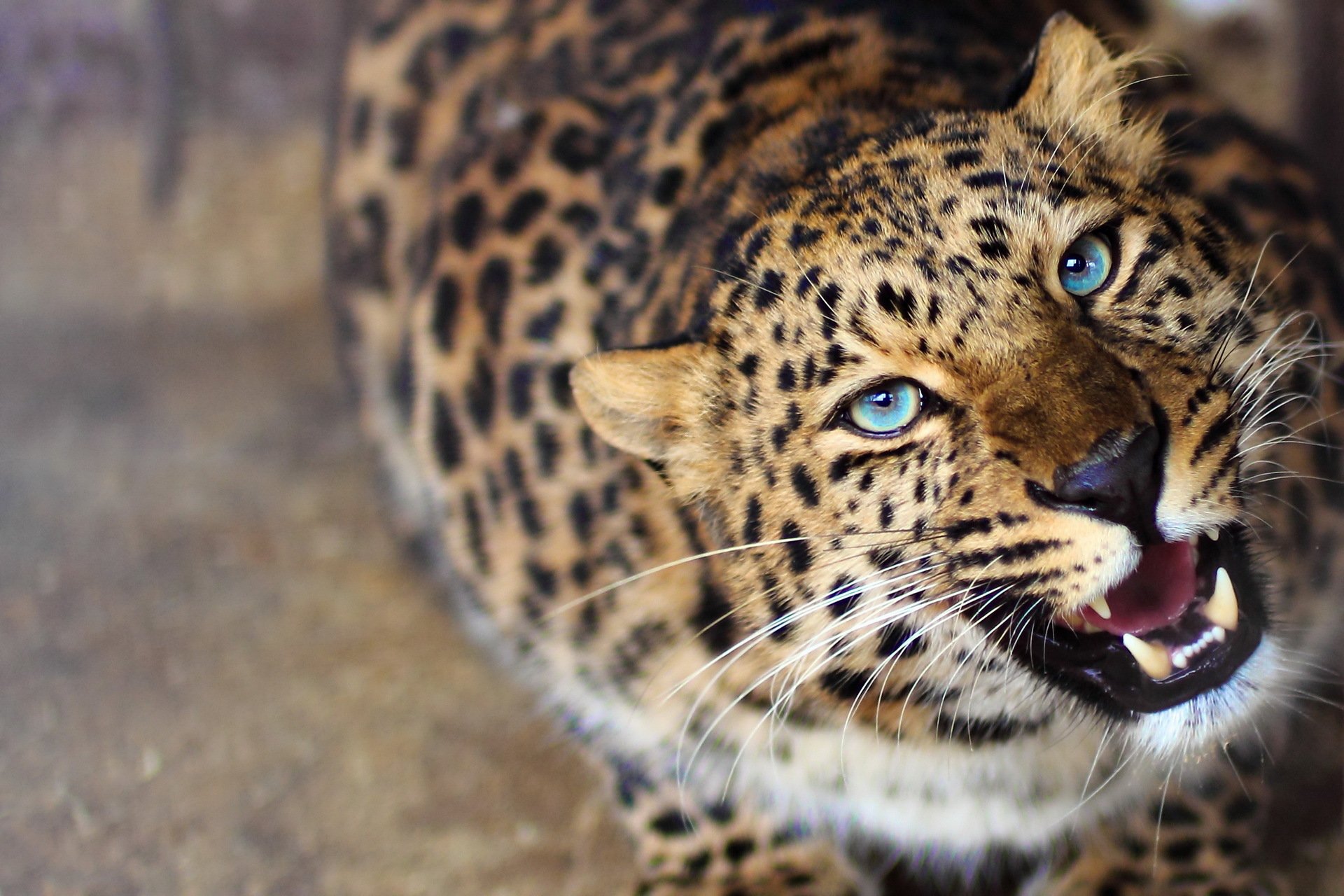 leopard face grin curiosity predator