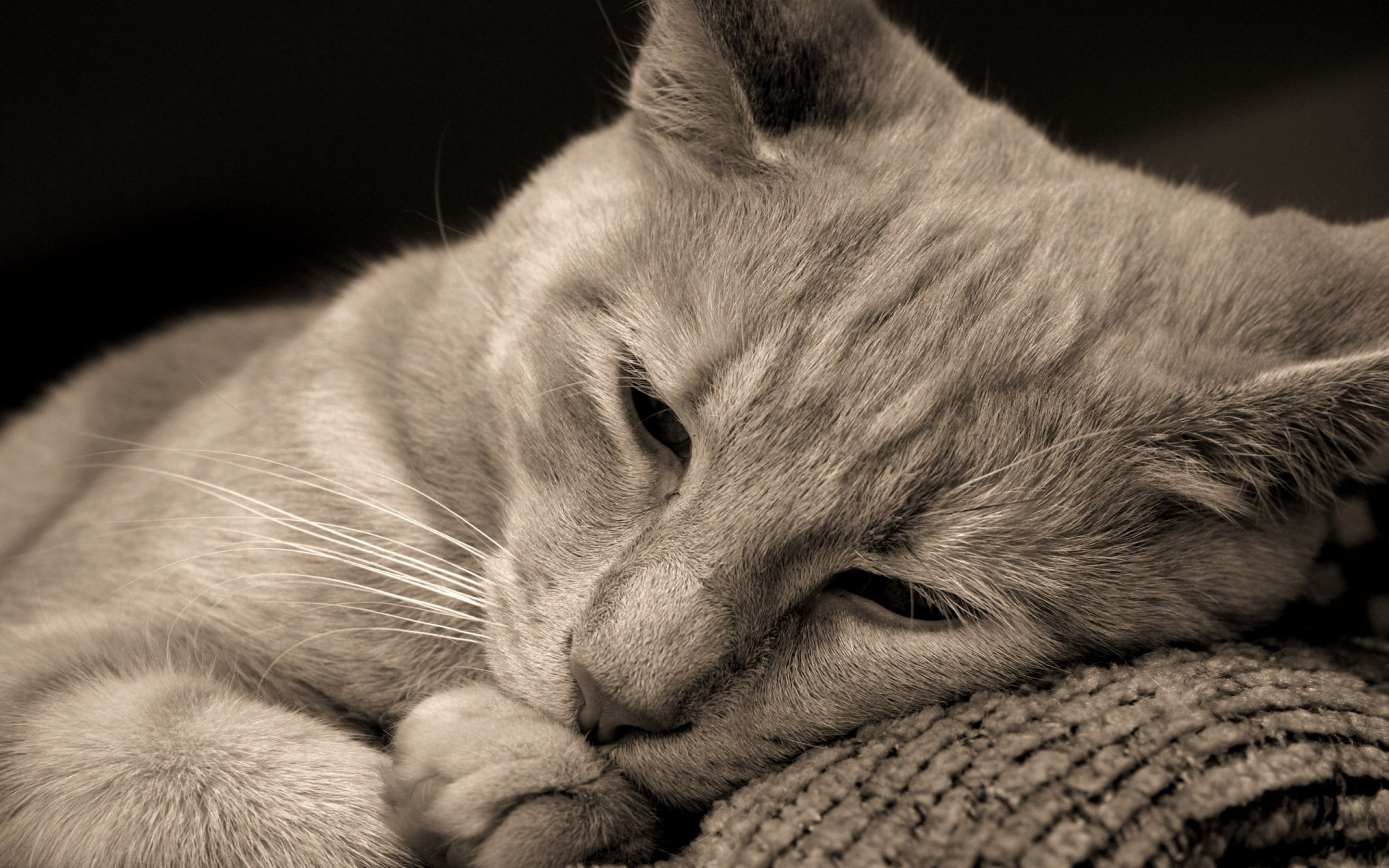 katze katze liegt braune augen