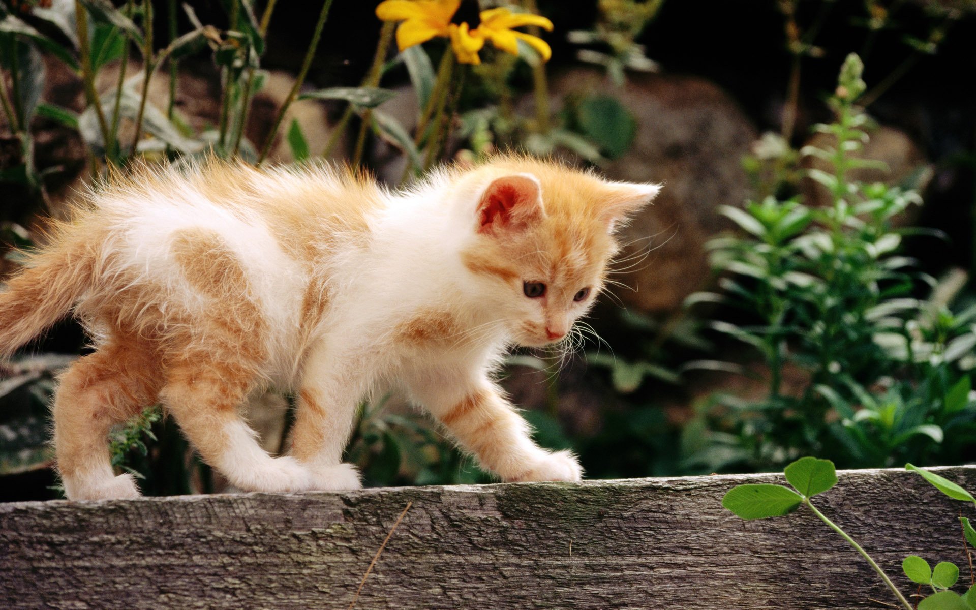 cat cat kitten red white flower