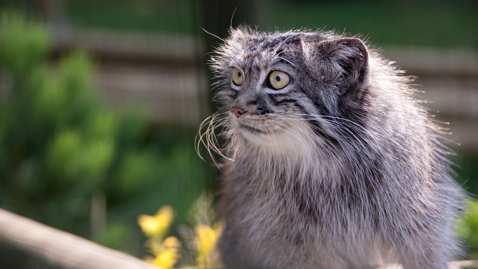 manul schnauze augen schnurrbart