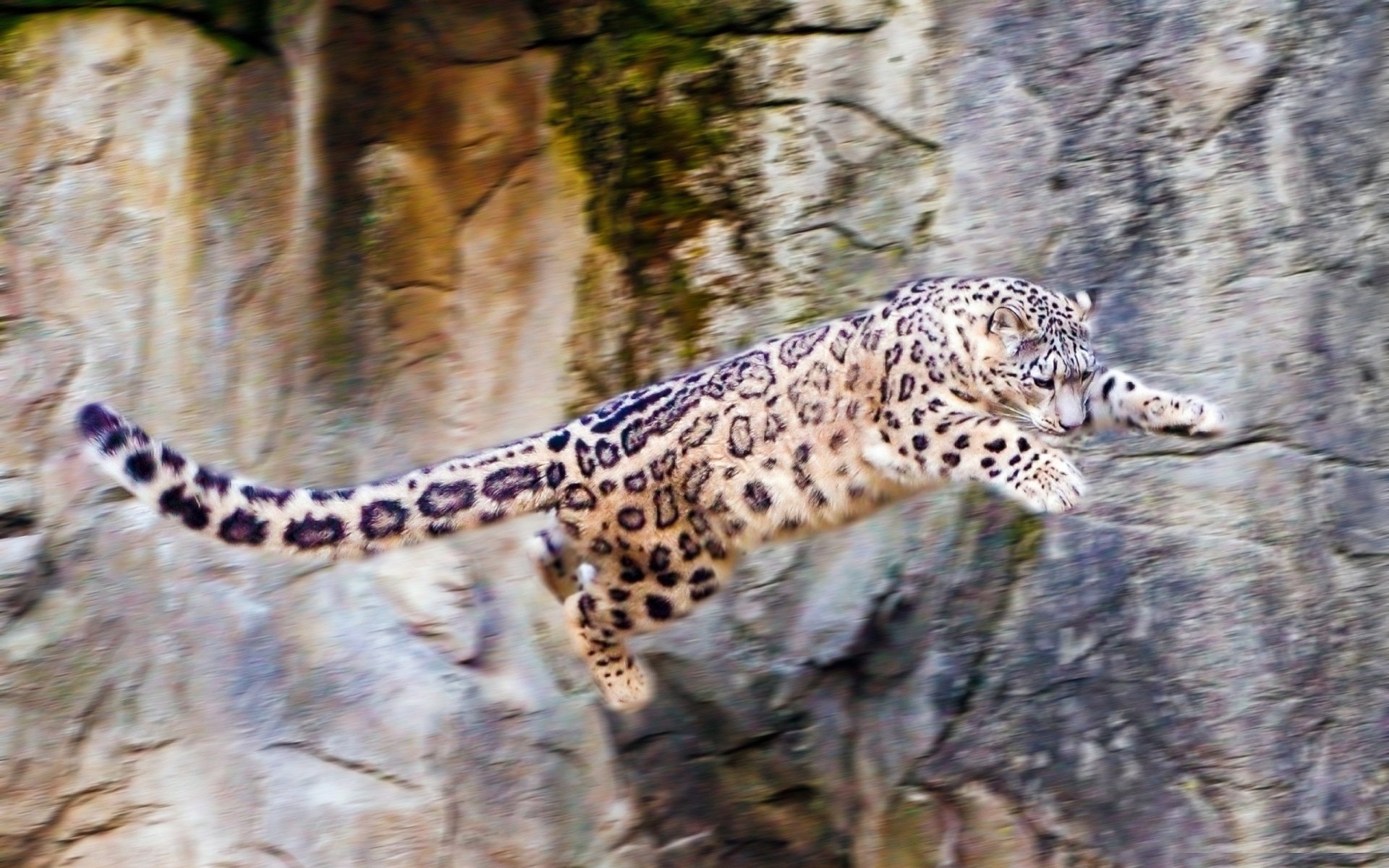 leopardo de las nieves irbis salto rocas naturaleza