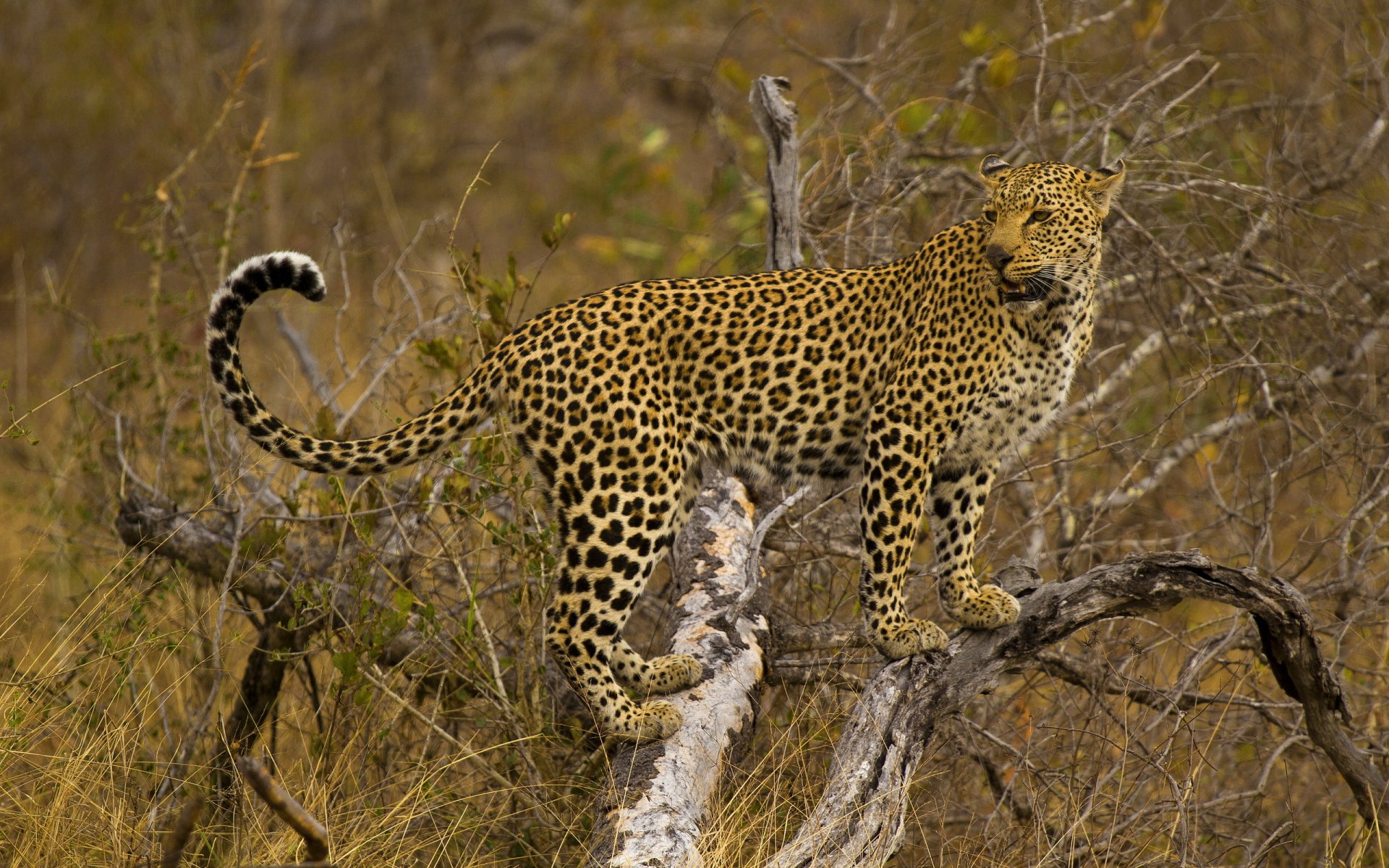 leopardo de pie mirando árbol gato manchado