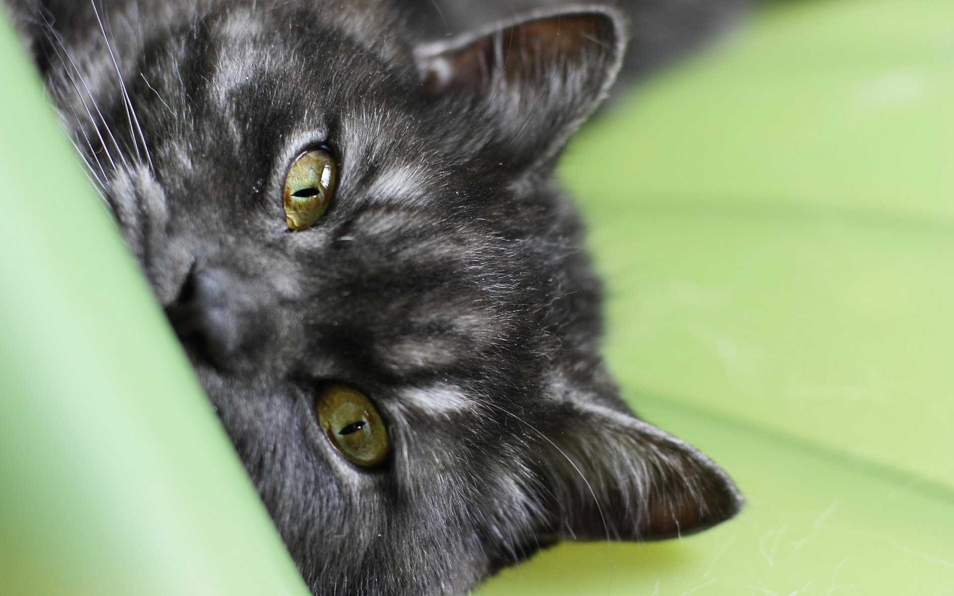 cat cat macro eyes macro black striped