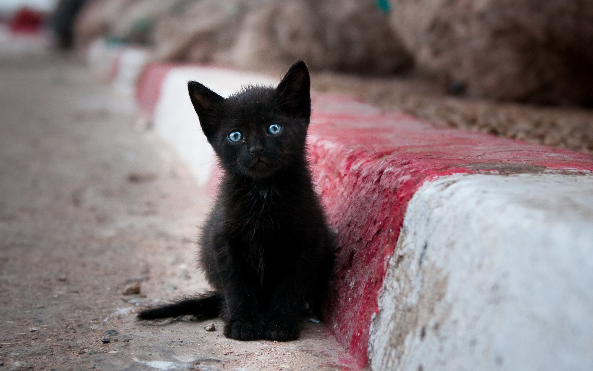 cat street loneliness threw reptile