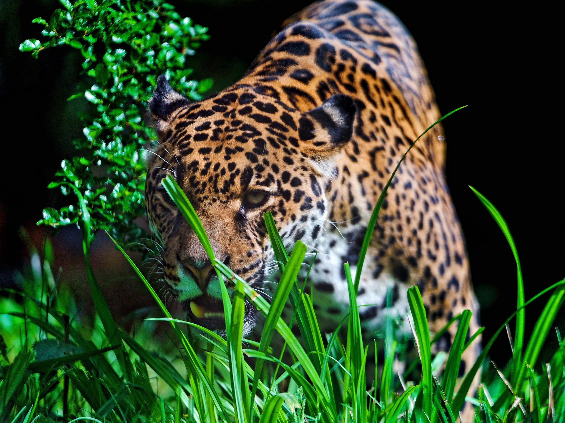 jaguar museau vue prédateur herbe