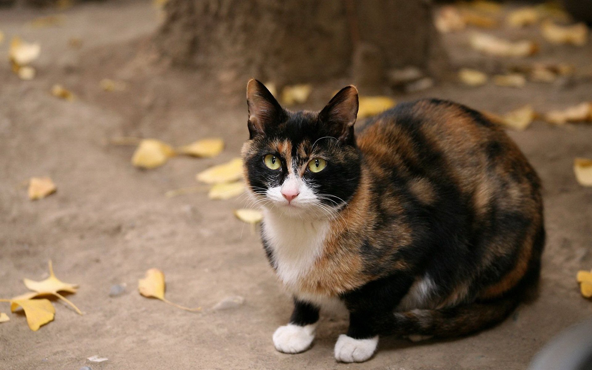 gatto nero rosso seduto guardando autunno foglie gialle